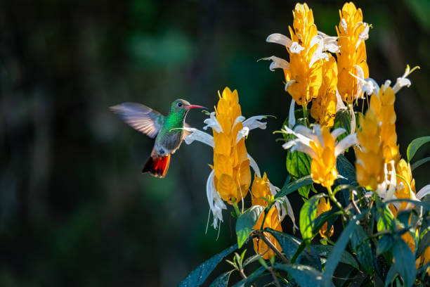 Colibríes